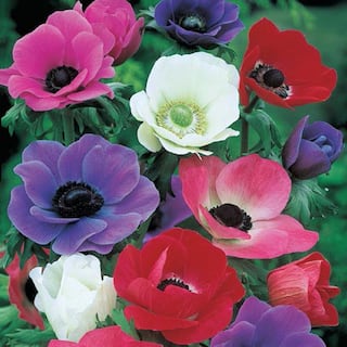 Van Bourgondien Anemones Mix Super Bag Bulbs (50-Pack) 69110