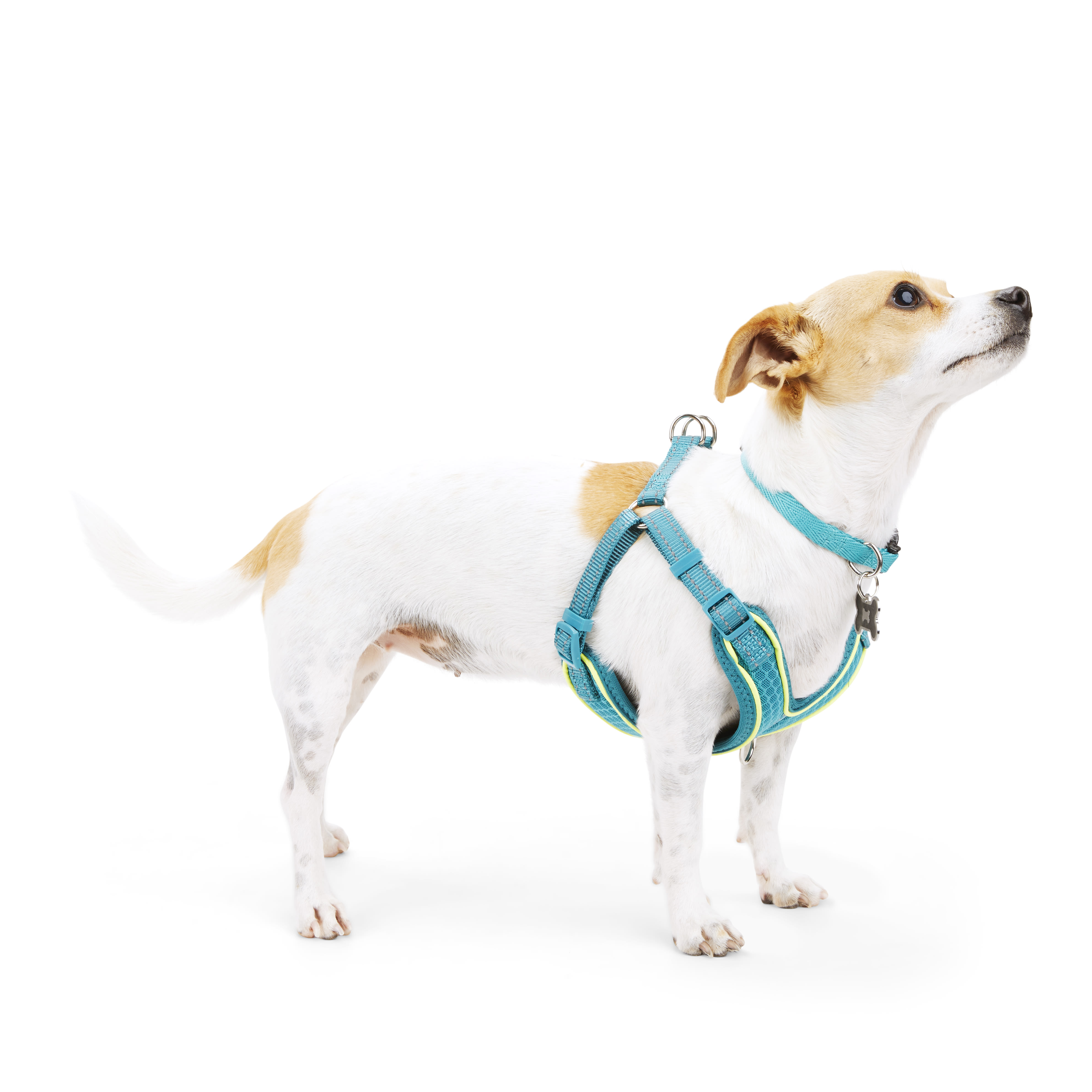 EveryYay Embrace the Pace Teal Reflective Small Dog Harness， XX-Small/X-Small