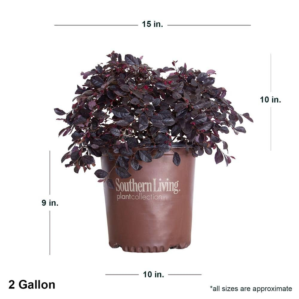 SOUTHERN LIVING 2 Gal. Purple Diamond Semi-Dwarf Loropetalum Evergreen Shrub with Purple Foliage Pink Ribbon Blooms 42102