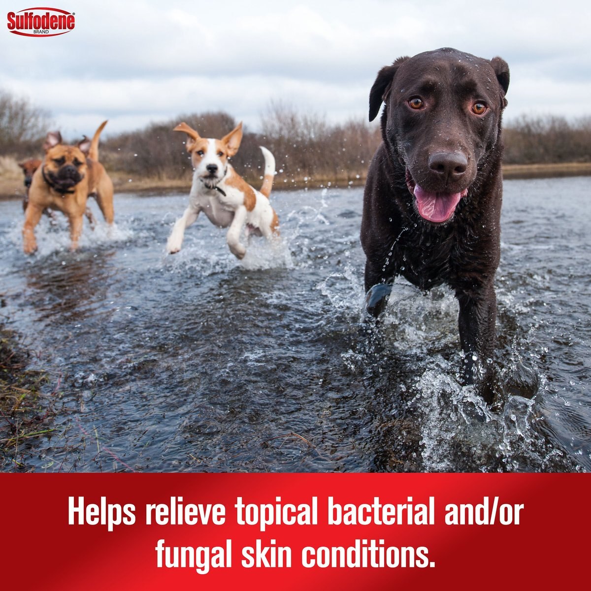 Sulfodene 3-Way Ointment for Dogs