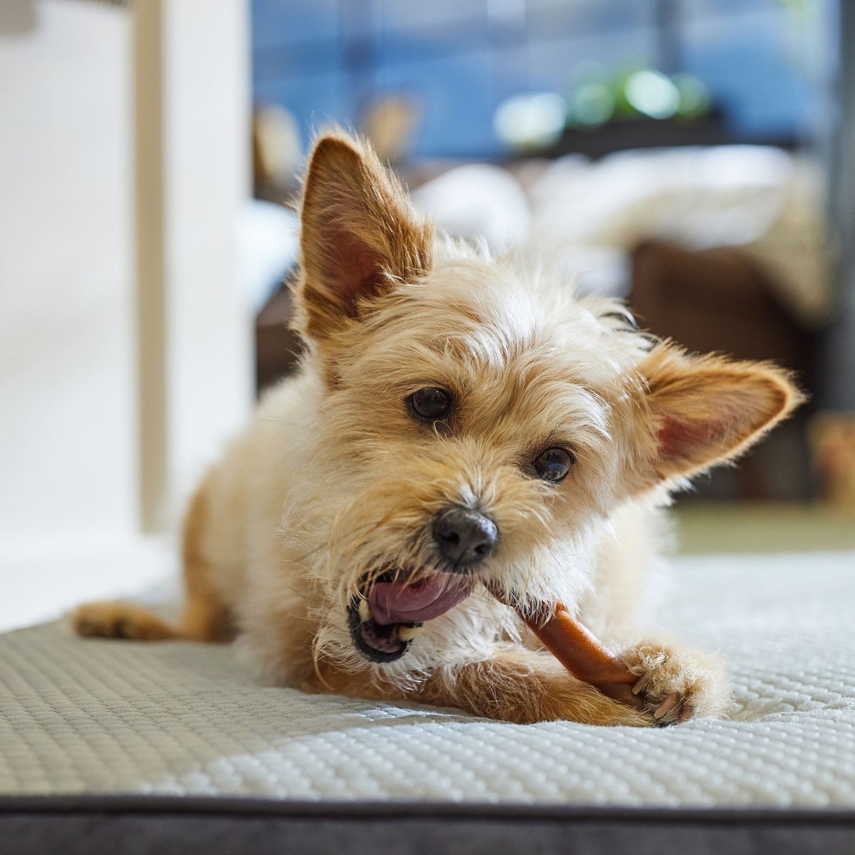 SmartBones Stuffed Twistz Pork Chews Dog Treats