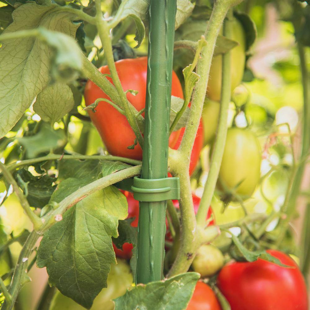 Gardener's Blue Ribbon Ultomato Tomato Plant Cage TMC60