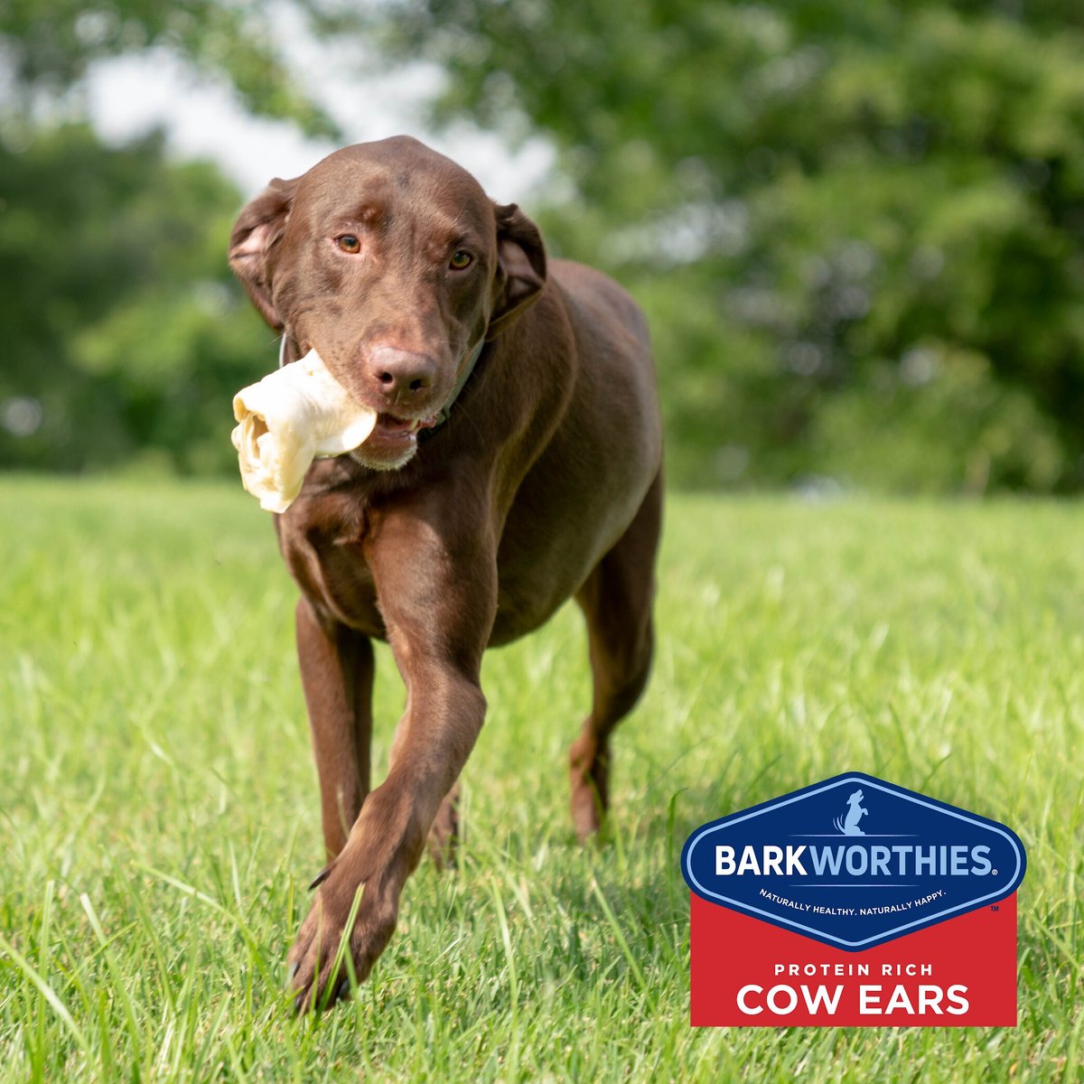 Barkworthies Cow Ears Dog Treats