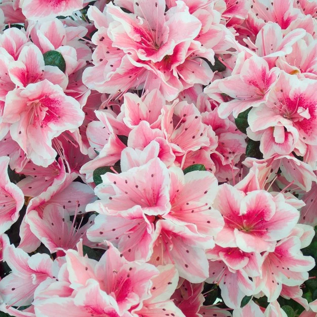 Azalea 'conversation' U.s.d.a. Hardiness Zones 7-11 - 1pc - Cottage Hill