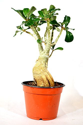 9GreenBox - Adenium Desert ROSE Miss Beauty House Plant Bonsai