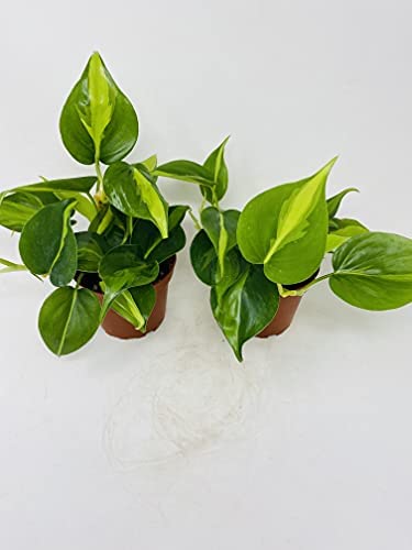 Brazil Leaf Philodendron (2 Pack) 4Inch Pots- Great House Plants