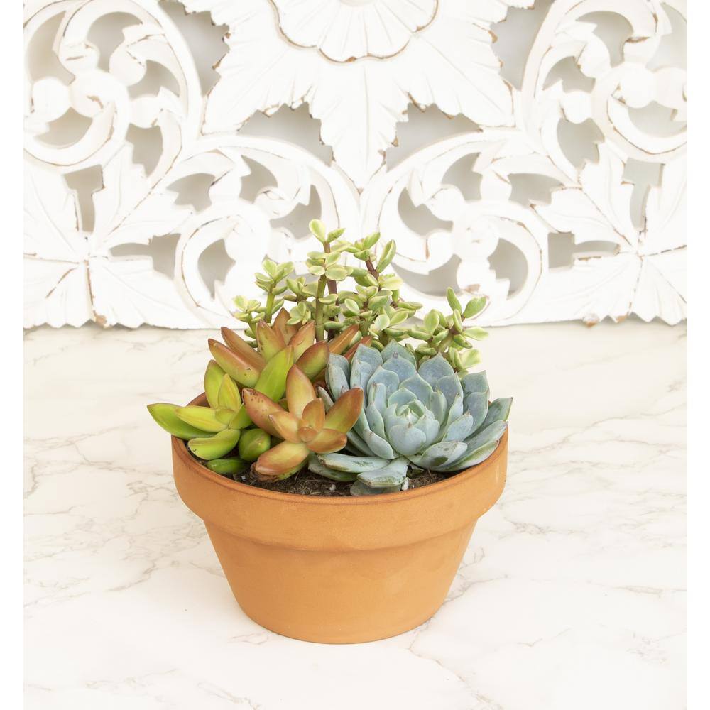 SMART PLANET 5 in. Succulent Garden in Deep Dish Terra Cotta Clay Planter 0872523