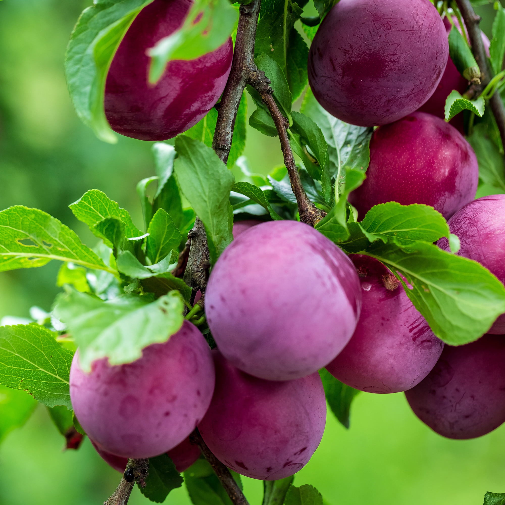 4-5ft Methley Plum Tree - Heavy Producer of Sweet Fruit - Fragrant White Flowers