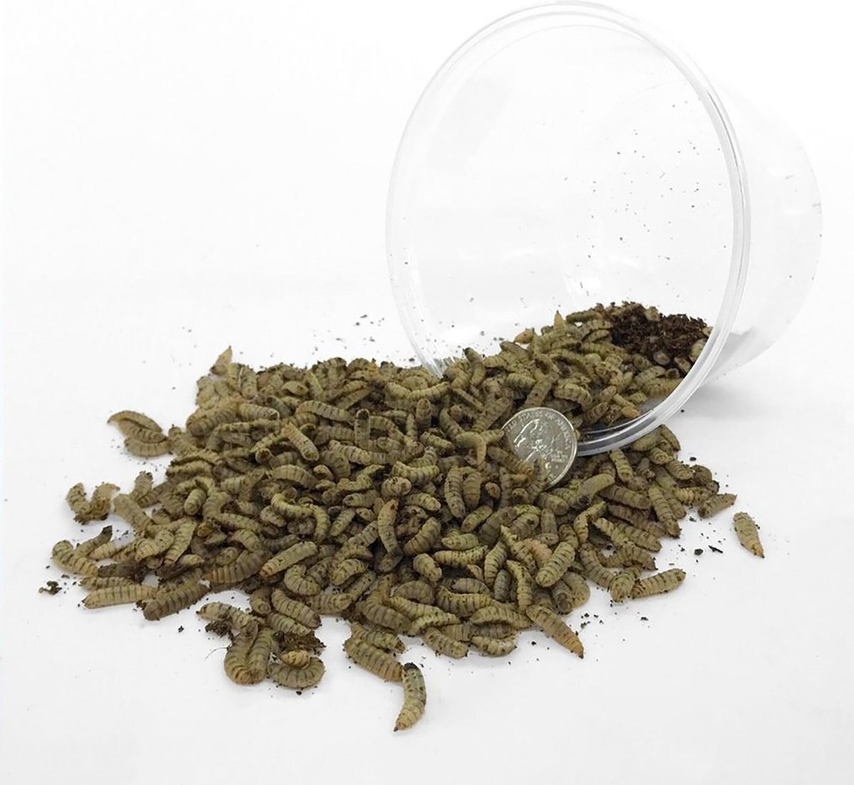 Symton Large Live Black Soldier Fly Larvae Lizard Food