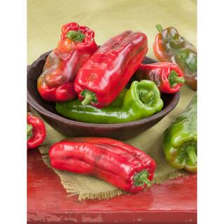 Bonnie Plants 19 oz. Giant Marconi Pepper Plant 3500