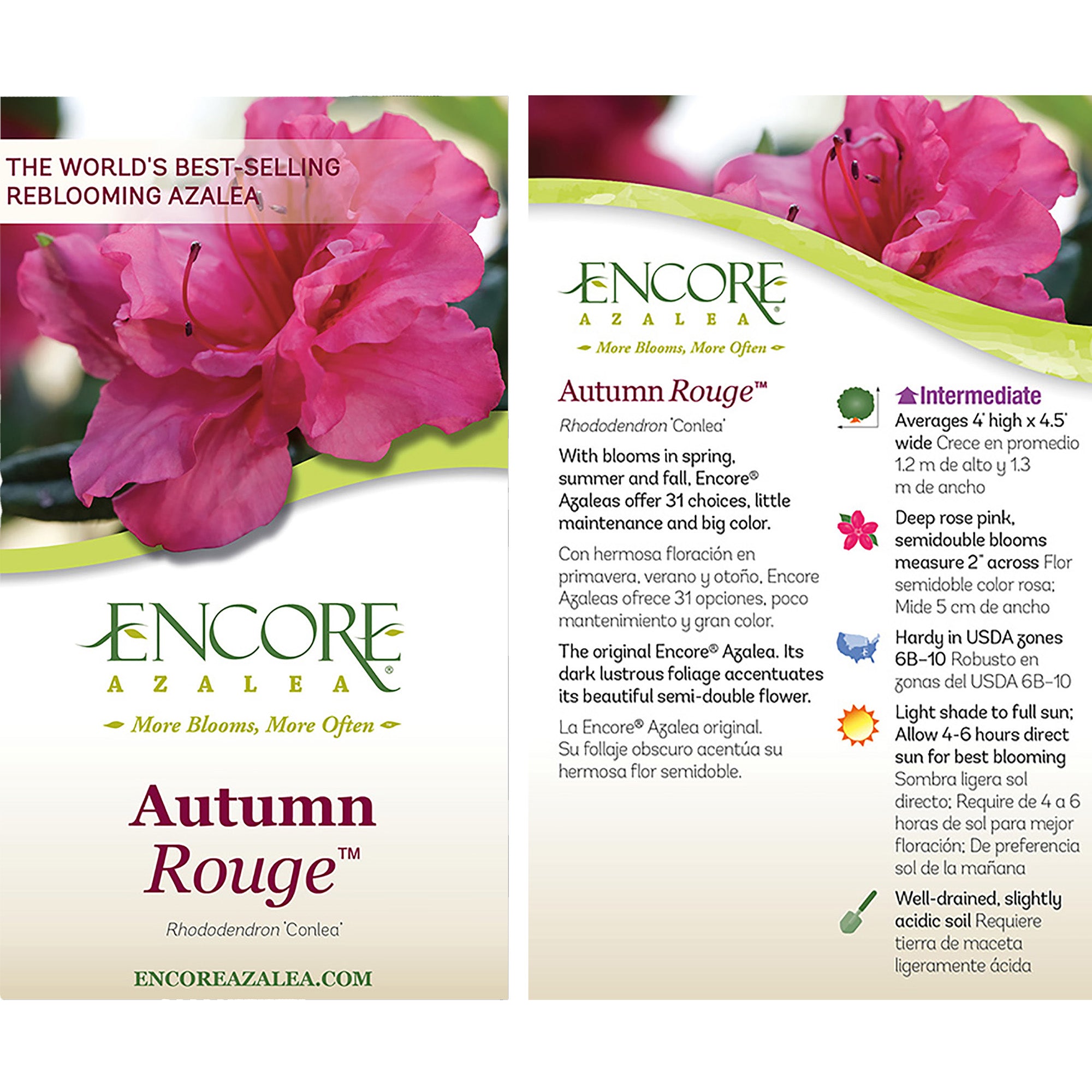 Encore Azalea Autumn Rouge Live Shrub