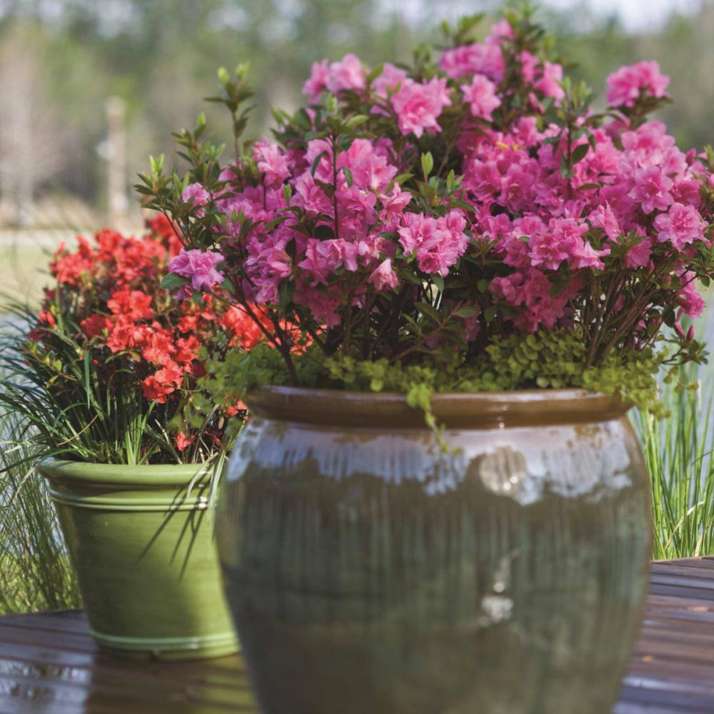 ENCORE AZALEA 3 Gal. Autumn Carnation Reblooming Azalea Shrub with Pink Flowers 80393