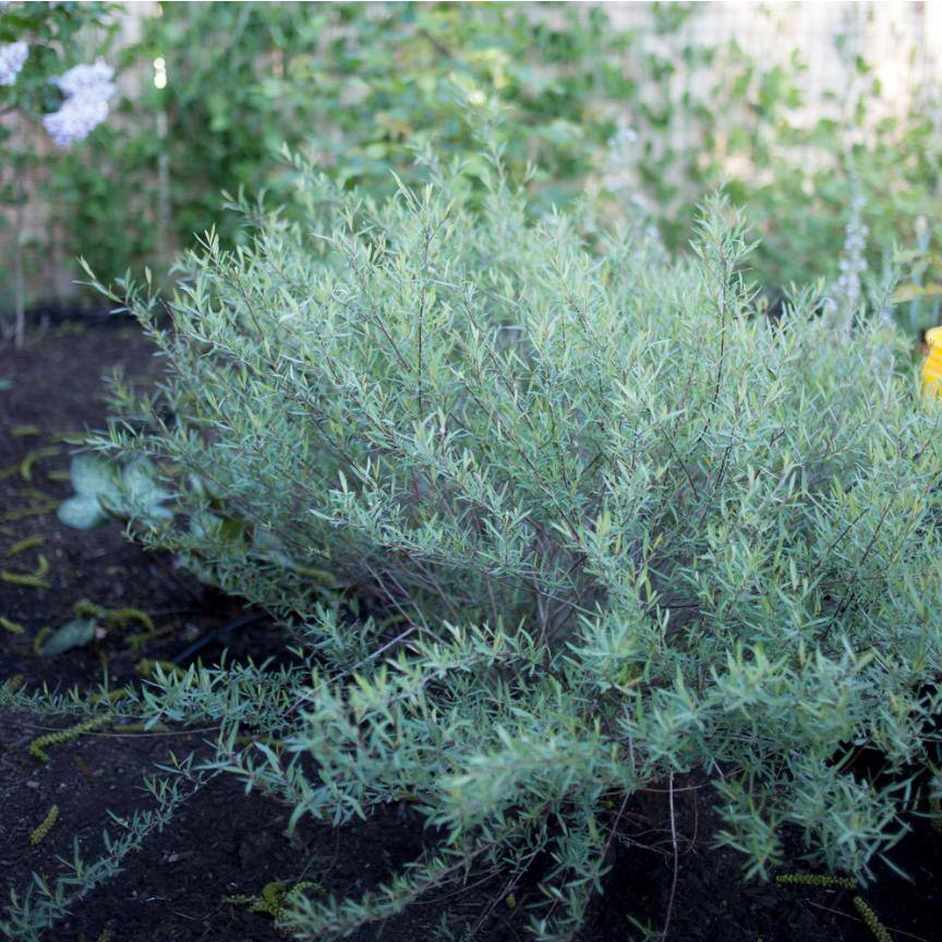 Online Orchards 1 Gal. Dwarf Blue Arctic Willow Shrub SBWI001
