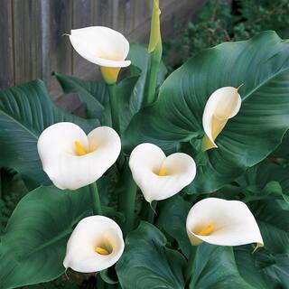 Garden State Bulb 1618 cm Aethiopica Calla Lily Flower Bulbs (Bag of 10) ECS-61-10-02