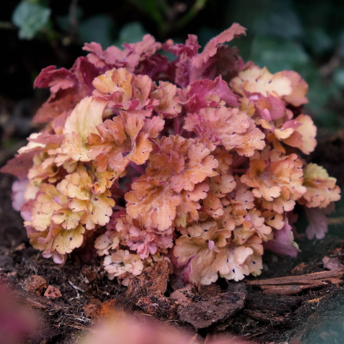 Frilly Leaved Coral Bells Shade Loveing Perennial， Bare Root Starter Plant 1-Pack