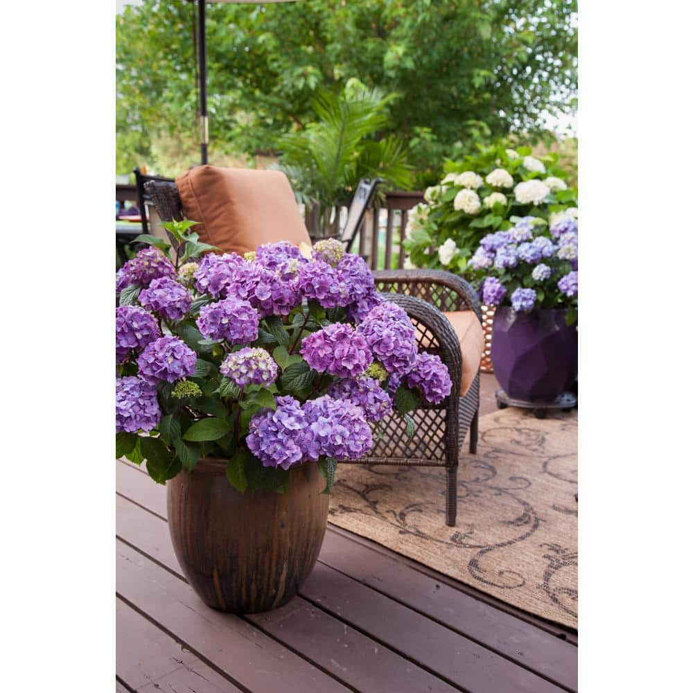 Endless Summer 3 Gal. BloomStruck Reblooming Hydrangea Flowering Shrub Blue or Purple Flowers HYDGA3MBS1PK