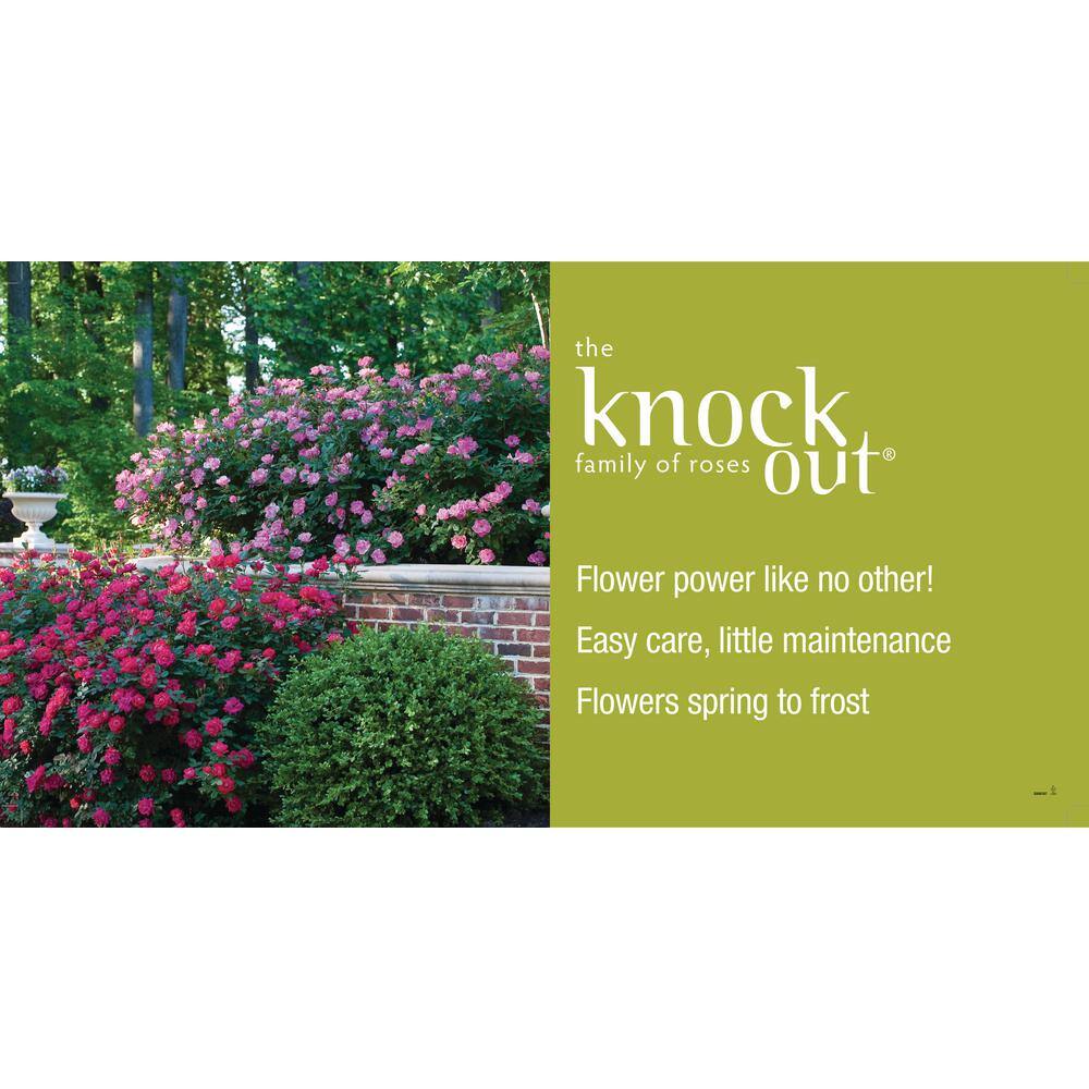 KNOCK OUT Dormant Bareroot Sunny Knock Out Own Root Rose Bush with Yellow Flowers 93209