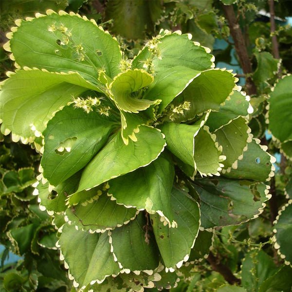 Acalypha wilkesiana hoffmannii - Plant