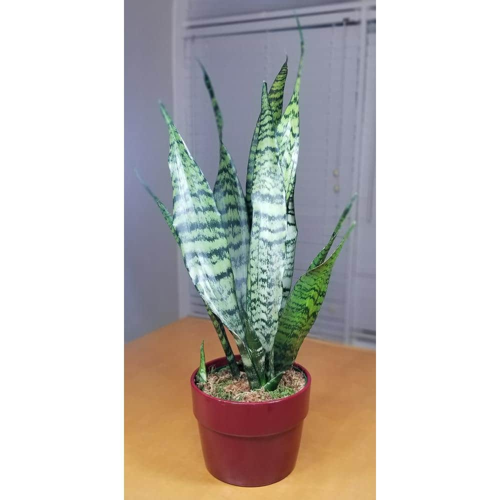 Sansevieria Snake Plant (Black Coral) in 6 in. Growers Pot SanBlk006