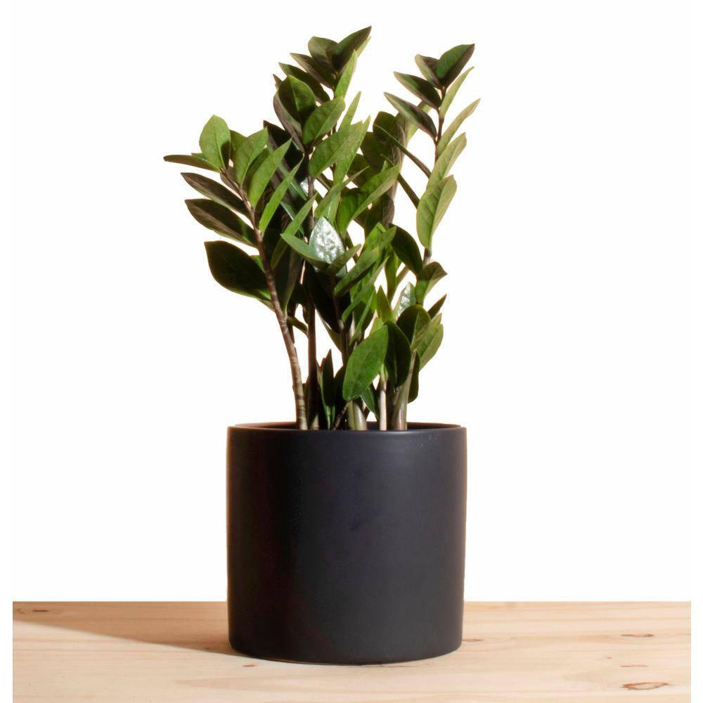 Shop Succulents Zanzibar Gem ZZ Plant in 6 in. Modern Ceramic Black Planter Pot 1-ZZ-CYL-BLK-6