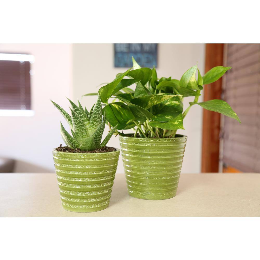 Vigoro Golden Pothos Indoor Plant in Small White Ribbed Plastic Décor Planter Avg. Shipping Height 1-2 ft. Tall (2-Pack) CO.POTH.3.VI.WH