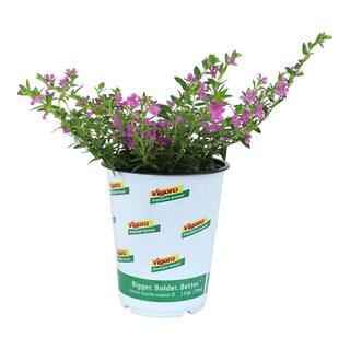 ALTMAN PLANTS 4 in. Cuphea Lavender Lace Plant (4-Pack) 0881220