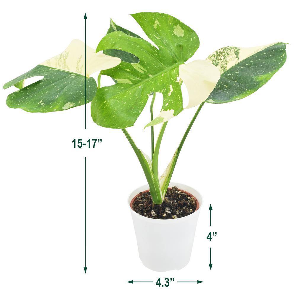 Arcadia Garden Products 4 in. Monstera Thai Constellation Plant in White Plastic Pot Cover LV70