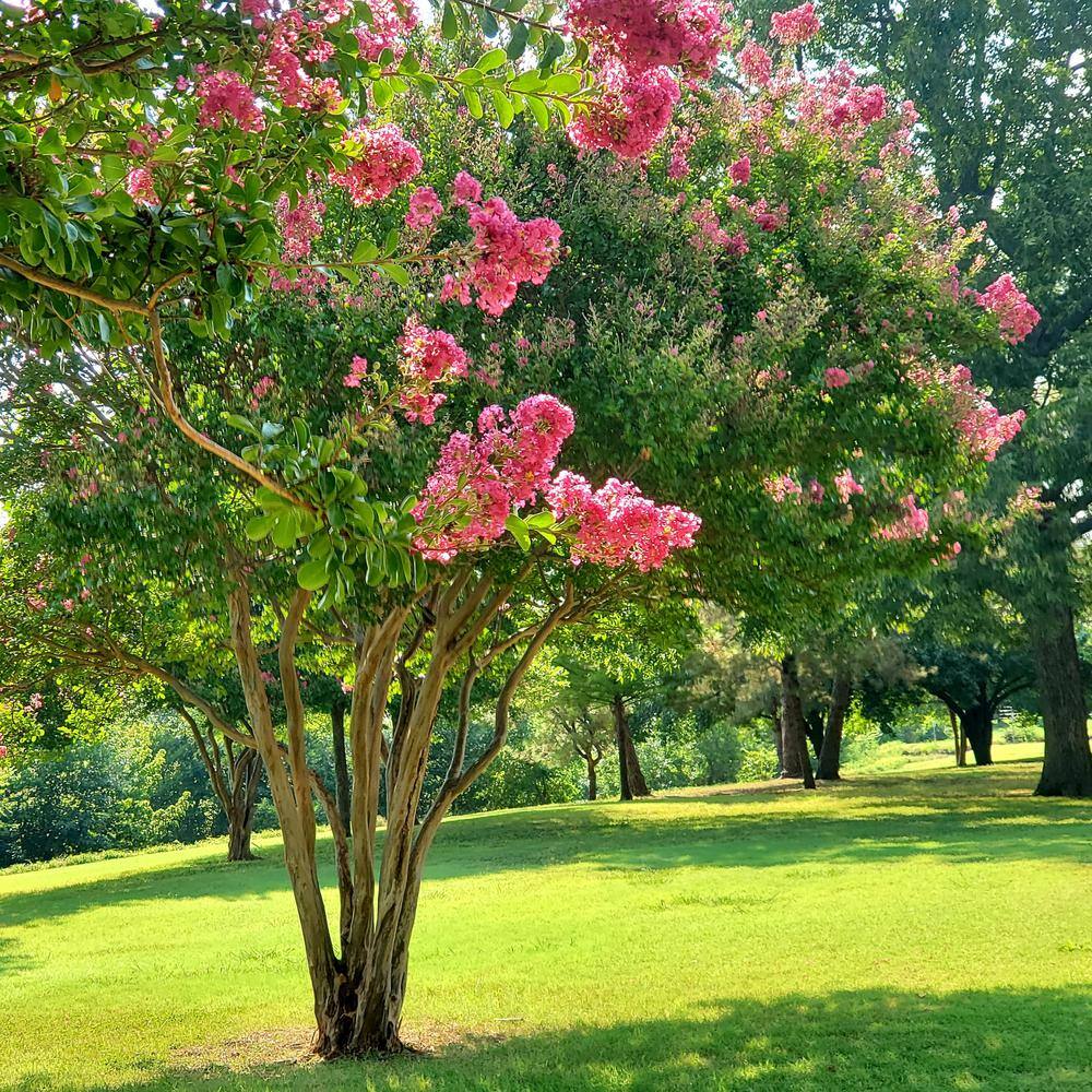 Alder  Oak #5 container Tuscarora Pink Crape Myrtle Tree LATM05