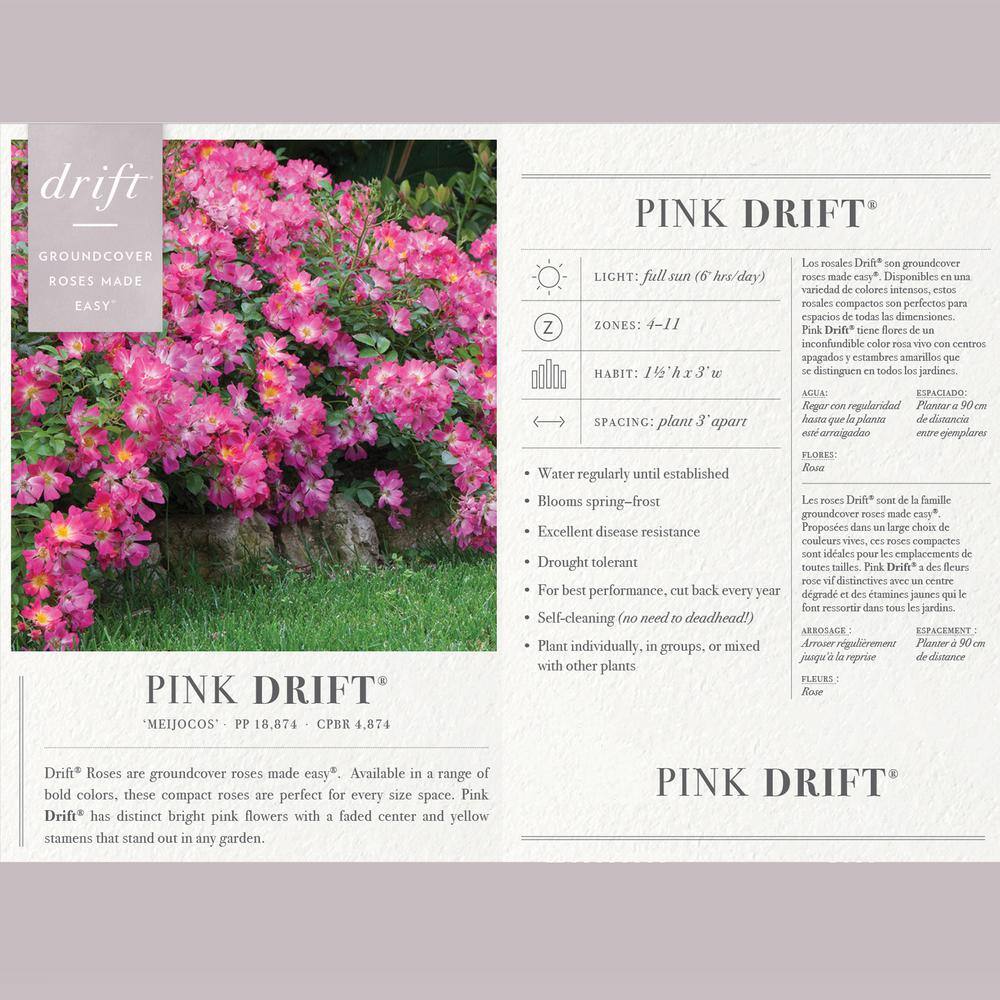 Drift 2 Gal. Pink Drift Rose Bush with Pink Flowers 13196