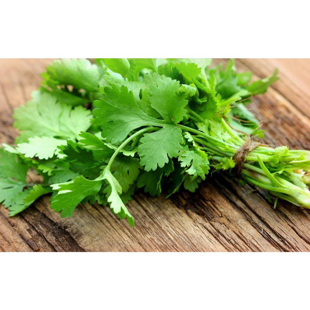 Pure Beauty Farms 1.5 Qt. Herb Plant Cilantro in 6 In. Deco Pot (2-Plants) DC6HERBCILAN2
