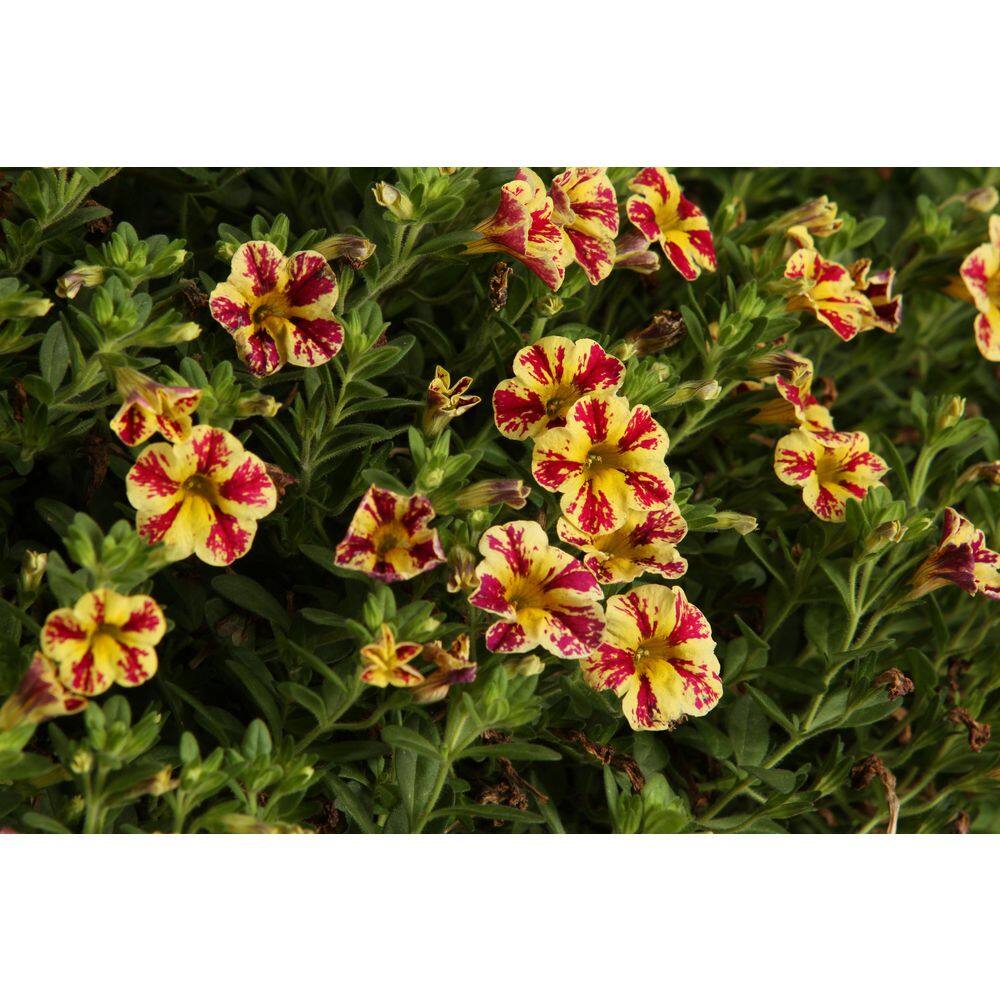 PROVEN WINNERS 4.25 in. Eco+Grande Superbells Holy Moly! (Calibrachoa) Live Plant Mottled Yellow and Pink Flowers 4-Pack BELPRW6017504