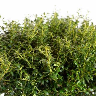 FLOWERWOOD 2.5 Gal - Soft Touch Holly(Ilex) Live Evergreen Shrub Finely Textured Green Foliage 31183FL