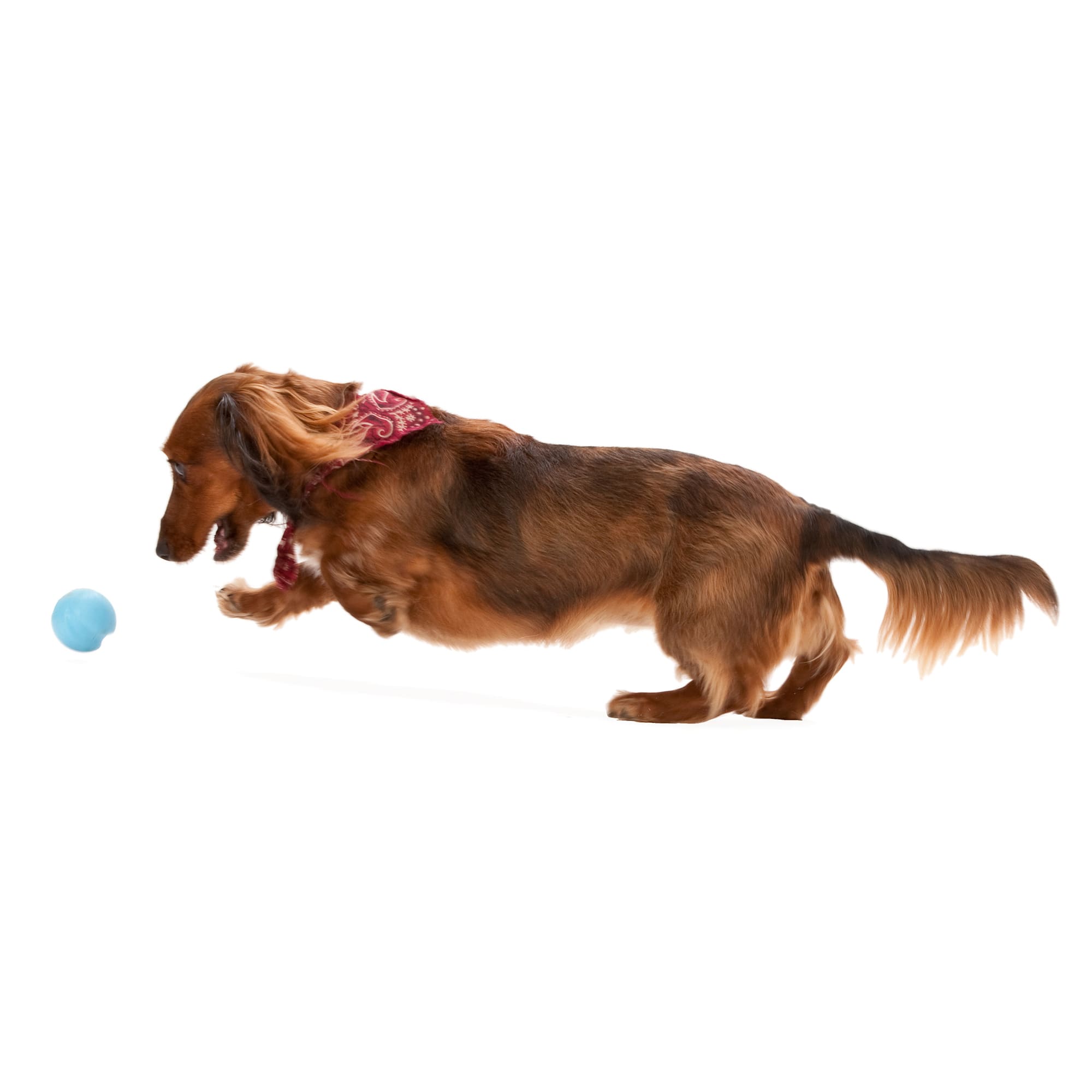 West Paw Jive Ball Assorted Dog Chew Toy， X-Small