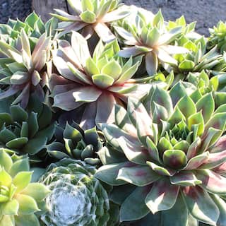 SMART PLANET 8 in. Sempervivum Bowl 0872455