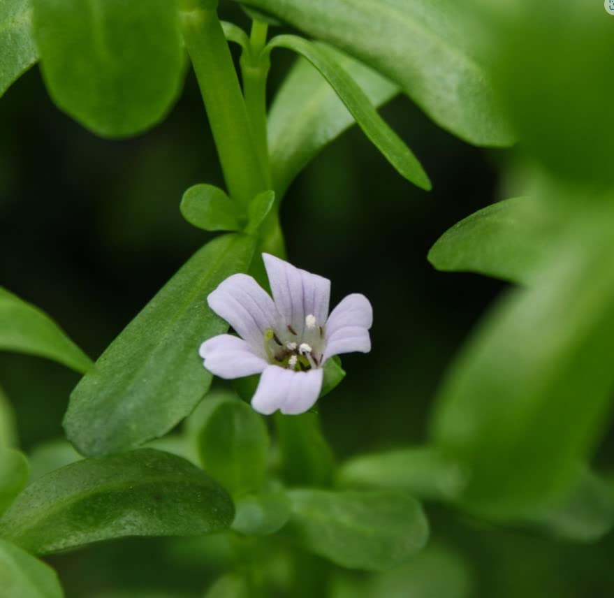 Moneywort (Bacopa Monnieri) Potted Live Aquatic Plant