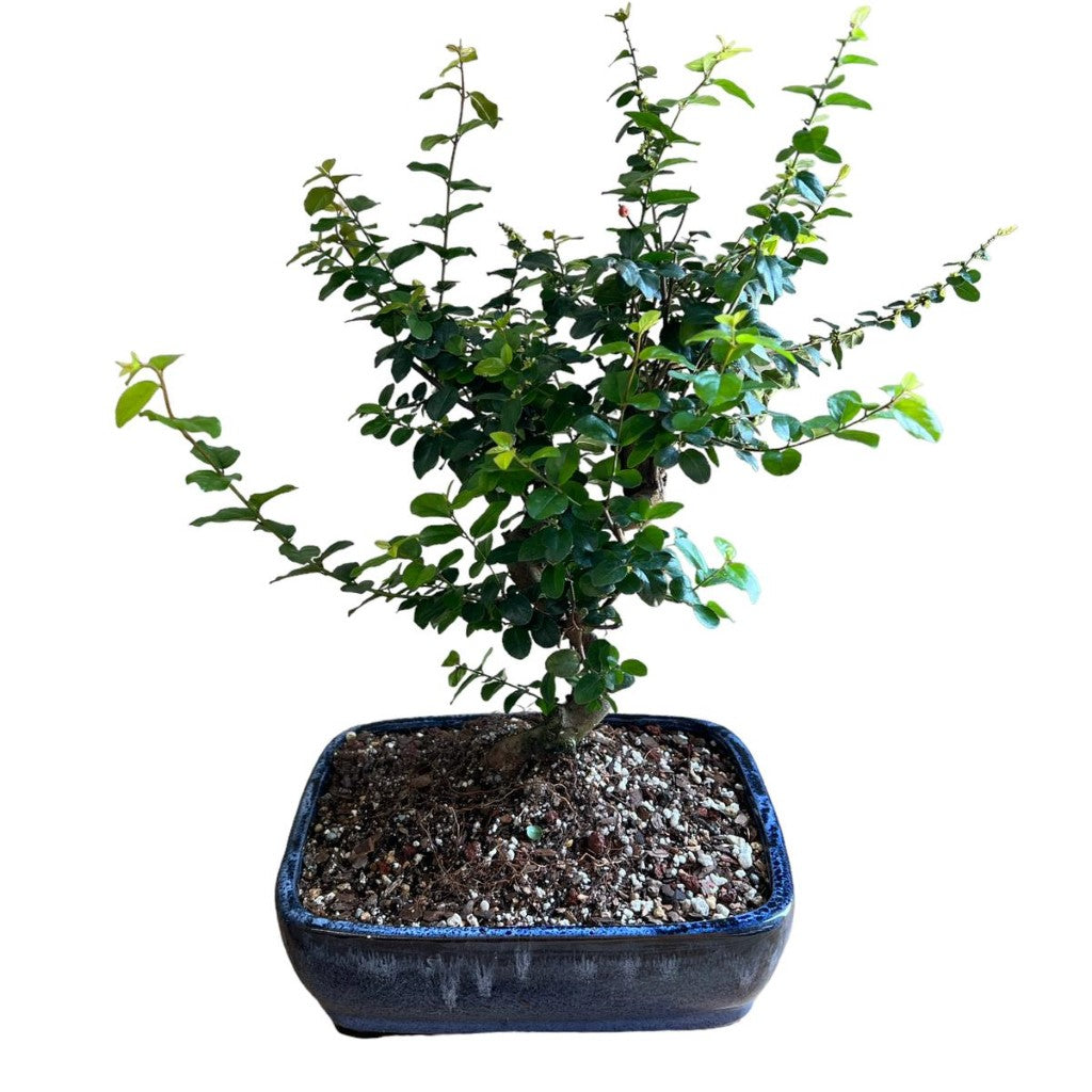 Bonsai, Sweet Plum (Live Plant),