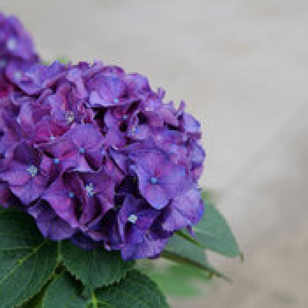 PROVEN WINNERS 3 Gal. Wee Bit Grumpy Bigleaf Hydrangea (Hydrangea macrophylla) Live Flowering Shrub Purple or Red Flowers PWHYD3WBG1PK