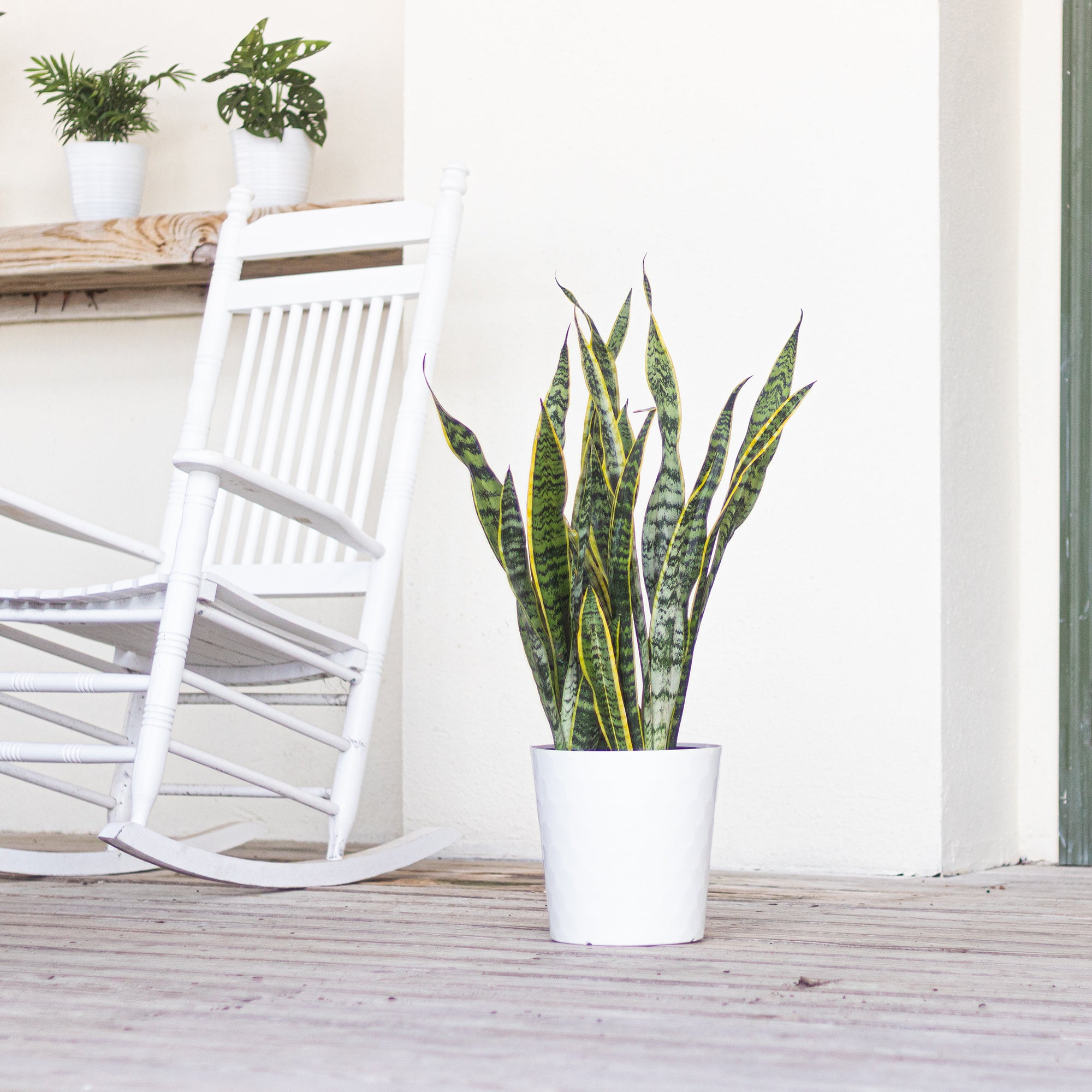 United Nursery Live Sansevieria Laurentii Plant 22-30 Inches Tall in 9.25 Inch Grower Pot