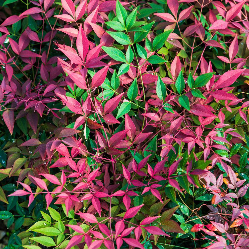 Southern Living 2 Gal. Obsession Nandina Shrub with Bright Red Foliage 14404