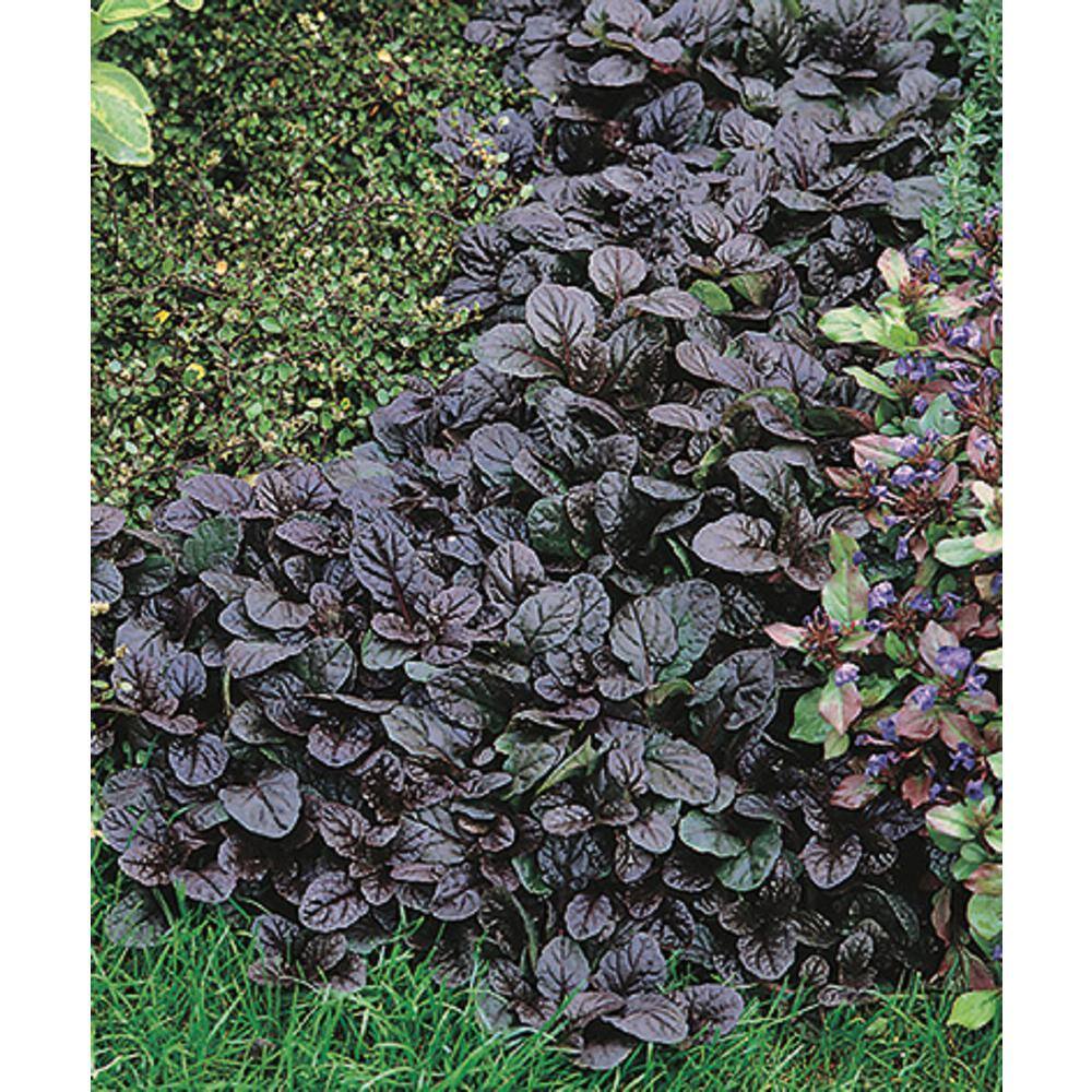 BELL NURSERY 4 in. Bugleweed (Ajuga) Live Perennial Groundcover Plant (6-Pack) AJUGA4BRZ6PK