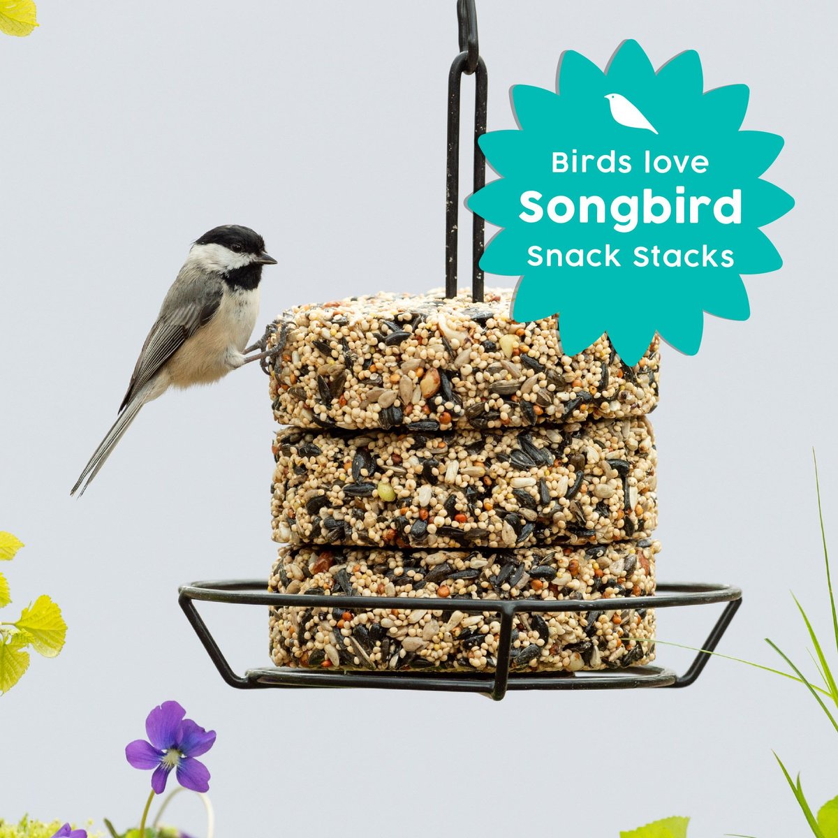 Harvest Seed and Supply Songbird Snack Stack Wild Bird Food， 9.25-oz cake， pack of 6