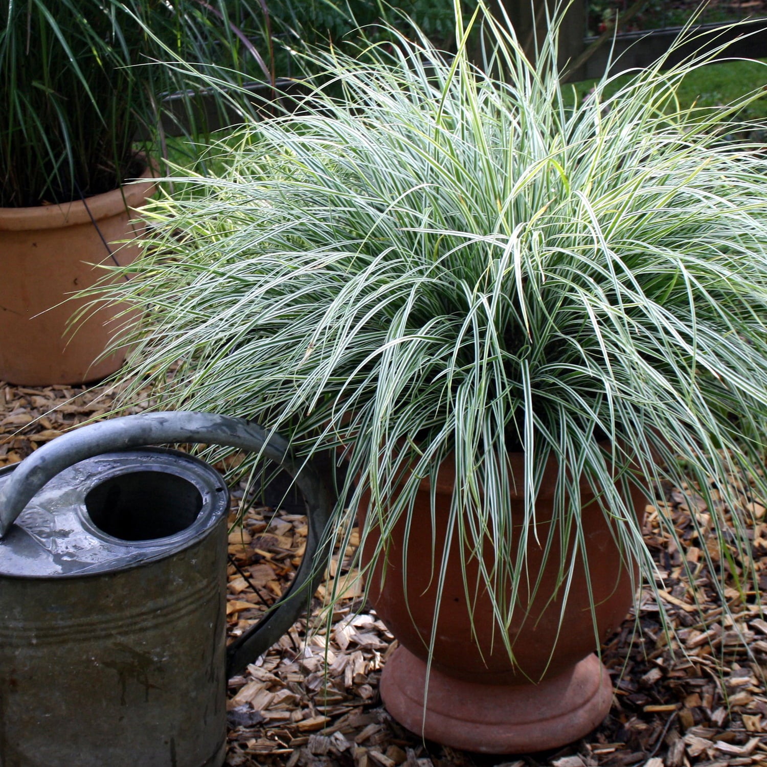 EverColor Everest Carex 'Sedge' (2.5 Quart) Variegated Perennial Grass with White and Green Foliage - Part Sun to Shade Live Outdoor Plant - Southern Living Plant Collection