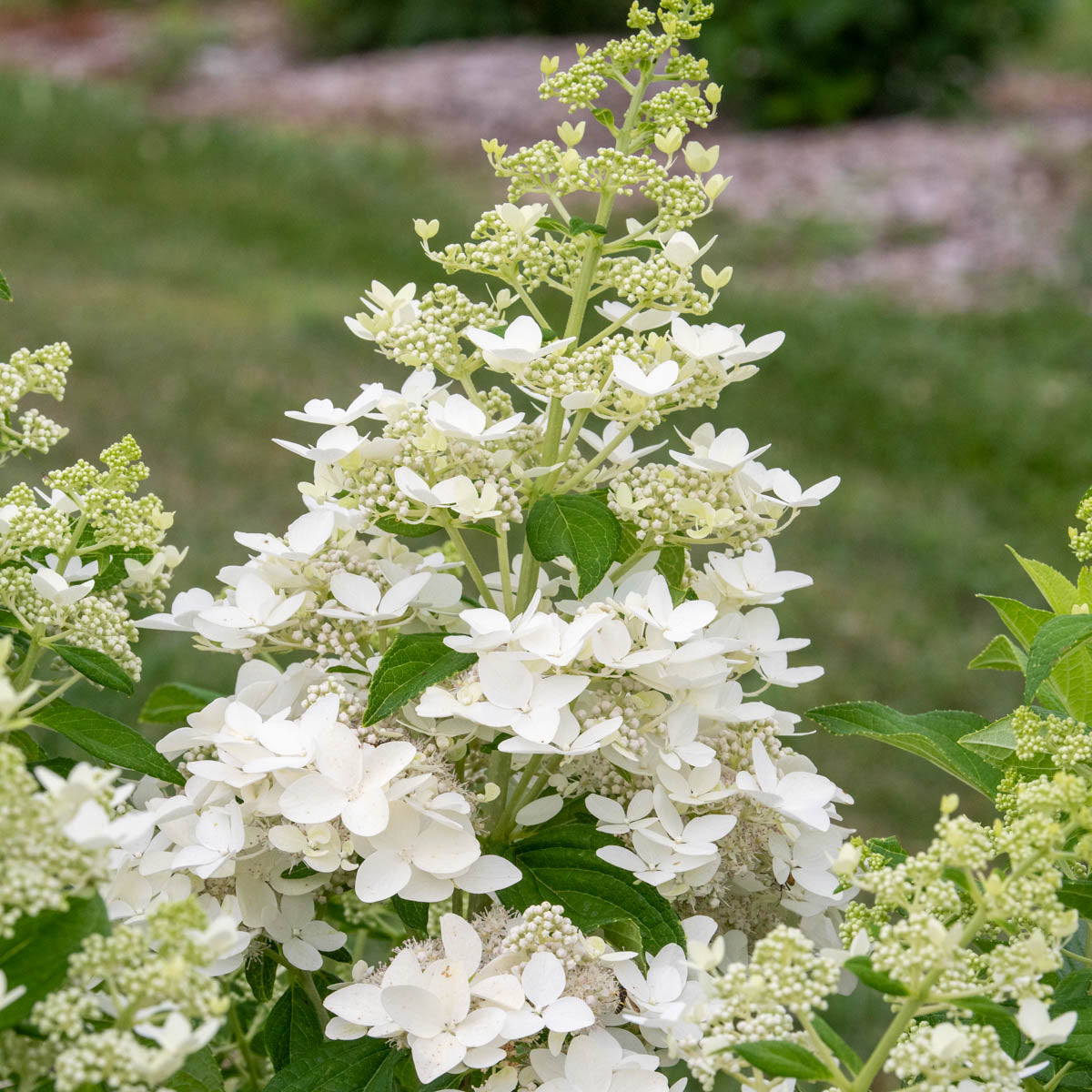 Confetti Hydrangea Dormant Bare Root Flowering Starter Shrub (1-Pack)