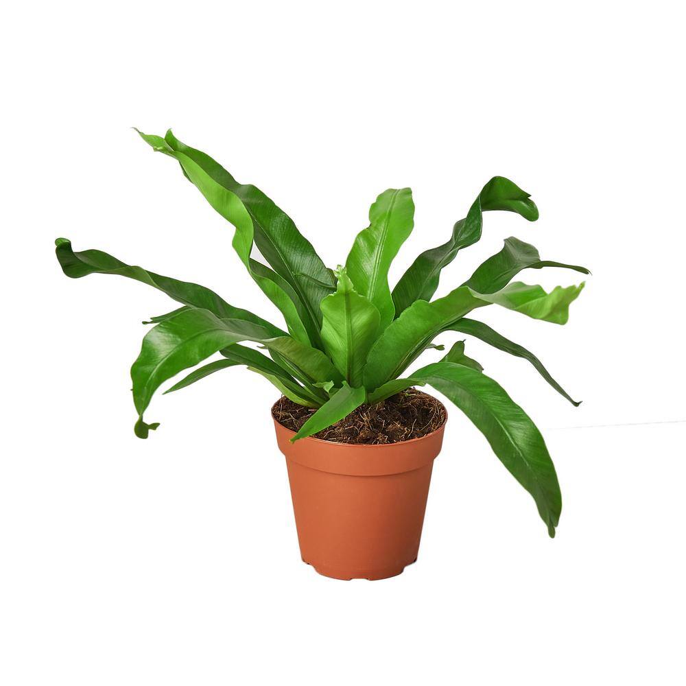 Birds Nest Leslie Fern (Asplenium nidus) Plant in 4 in. Grower Pot 4_FERN_LESLIE