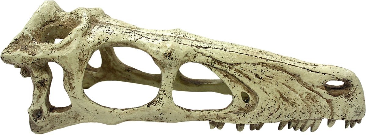 Komodo Raptor Skull