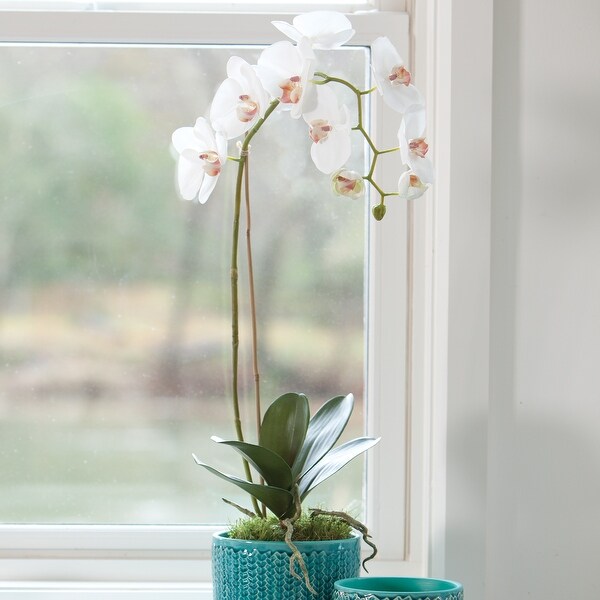 Phalaenopsis Orchid DropIn 26