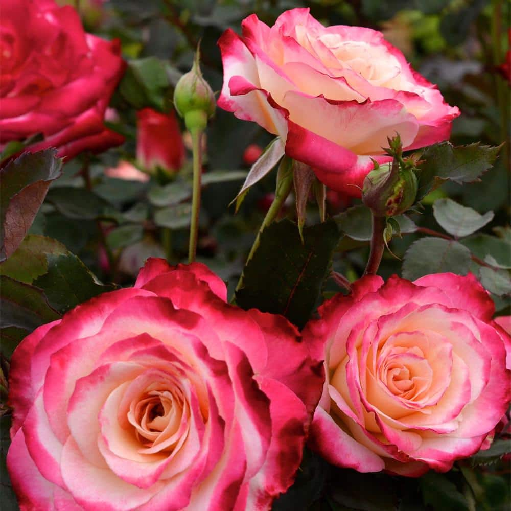 My Bouquet 2 Gal. White Lies Rose Plant with White to Red Blooms 17528