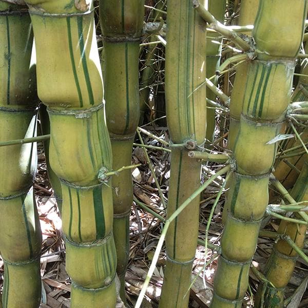 Bambusa Ventricosa Kimmei, Buddha Belly Bamboo Variegated - Plant