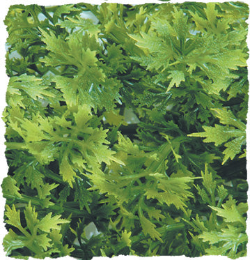 Zoo Med Natural Bush Plants - Australian Maple (Medium)