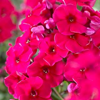 VAN ZYVERDEN Tall Phlox Red Riding Hood (Set of 5 Roots) 83860